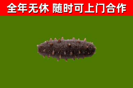 静海回收海参干